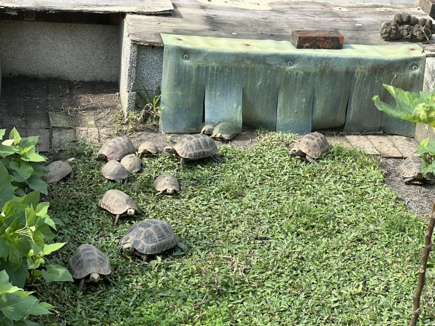 毛手毛腳貿易行