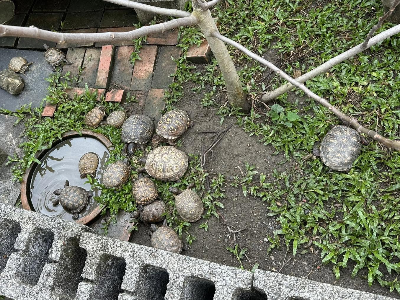 毛手毛腳貿易行