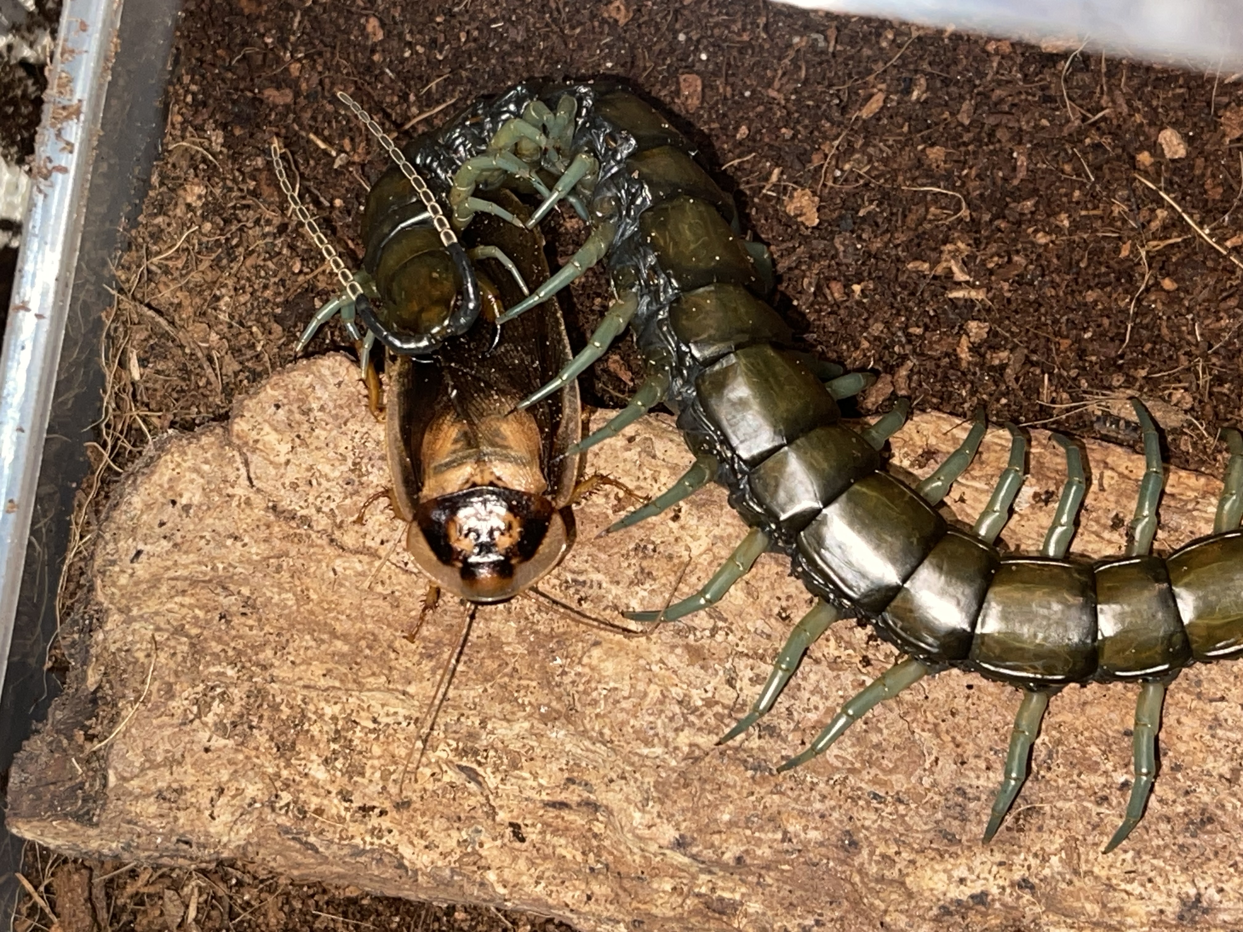 蠍形文字 — 巨型蜈蚣捕食蟋蟀